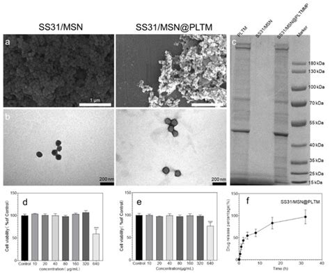 Platelet Membrane–Encapsulated MSNs Loaded with SS31 Peptide Alleviate ...