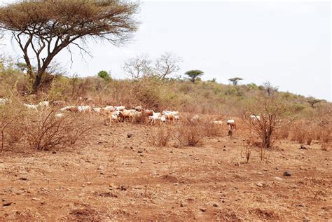 Save The Nature: Overgrazing