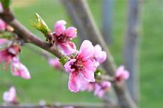 fiori di rosa fiori di pesco pistacchio e nocciola fiori rosa fiori di pesco fiori di rosa fiori di pesco pistacchio e nocciola fiori rosa fiori di pesco