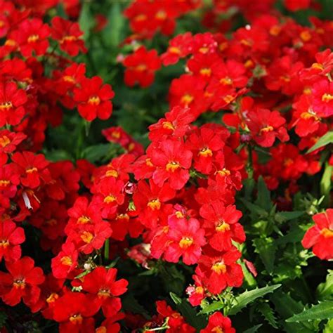 Creative Farmer Flower Seeds : Nemesia Strumosa Seeds Flower Path Hedge ...