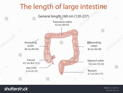 Length Of Rectum