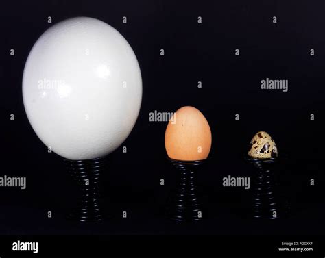 Ostrich Egg Size Comparison High Resolution Stock Photography and ...