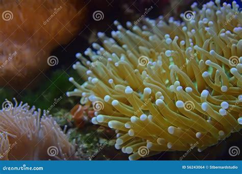 Lively and Beautiful Sea Anemones of Different Types Stock Photo ...