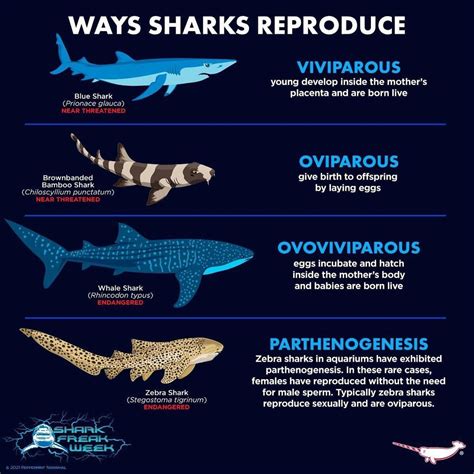 Image result for Sharks Reproduction