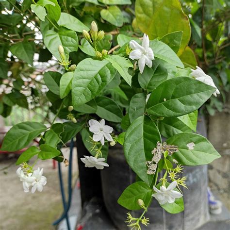 Arabian Tea Jasmine Plant