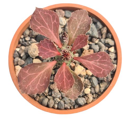 Euphorbia Monadenium Lugardiae – Rare Collector Succulent – Samarth ...