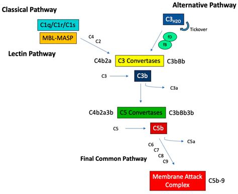 Expanding the Role of Complement Therapies: The Case for Lupus Nephritis