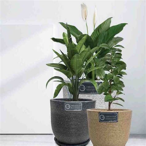 Buy Orbit Pots – Stylish & Durable Plastic Planters Online