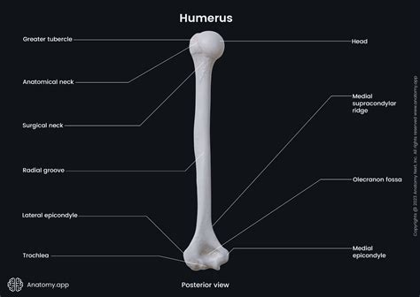 Greater Tubercle Of Humerus Muscles That Attach