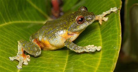 Image result for Yellow Tree Frog