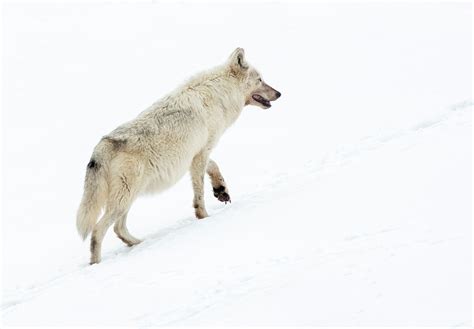 Image result for Gray Wolves Yellowstone