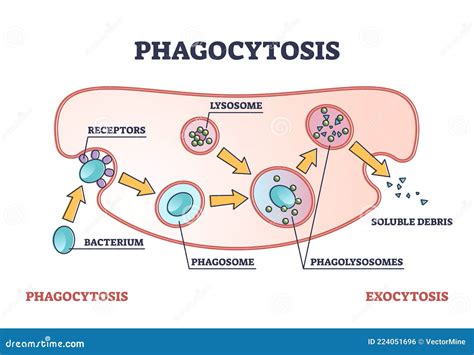 Phagocytosis Process Diagram