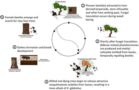Use of Semiochemicals for the Management of the Redbay Ambrosia Beetle