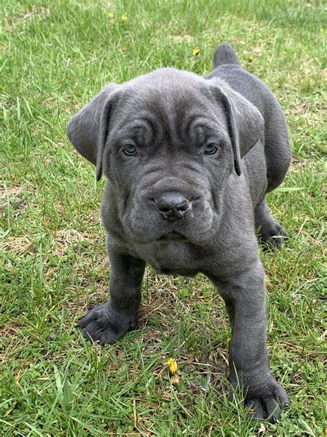 Cane Corso Puppies For Sale | Elmhurst, IL #328230