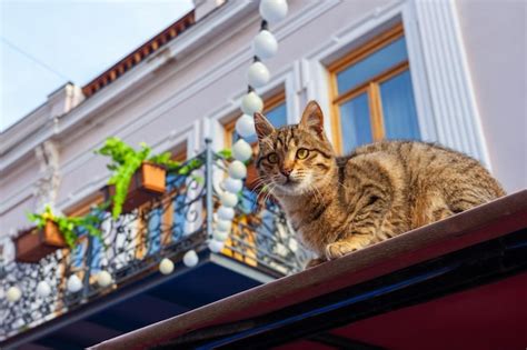 Sitting cat on the roof of an old building in the city of tbilisi ...