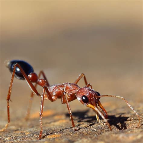 Bull Ants - Lifecycle, Facts, Habits | Fantastic Pest Control