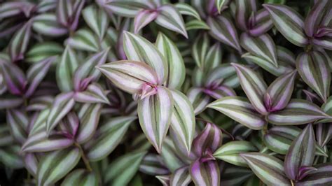 Growing and caring for the wandering jew plant: A complete guide
