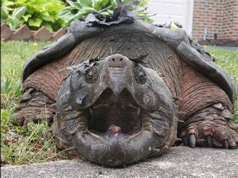 Snapping Turtle Bite 的图像结果