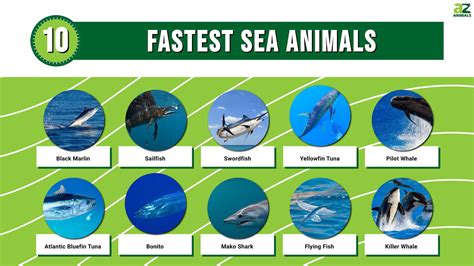 The Top 10 Fastest Sea Animals - A-Z Animals