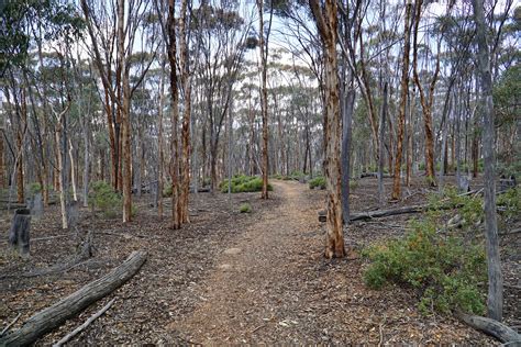 Kawana Walk (Dryandra Woodlands National Park) ~ The Long Way's Better