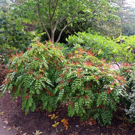 Buy mahonia Mahonia nitens 'Cabaret (PBR)': Delivery by Waitrose Garden