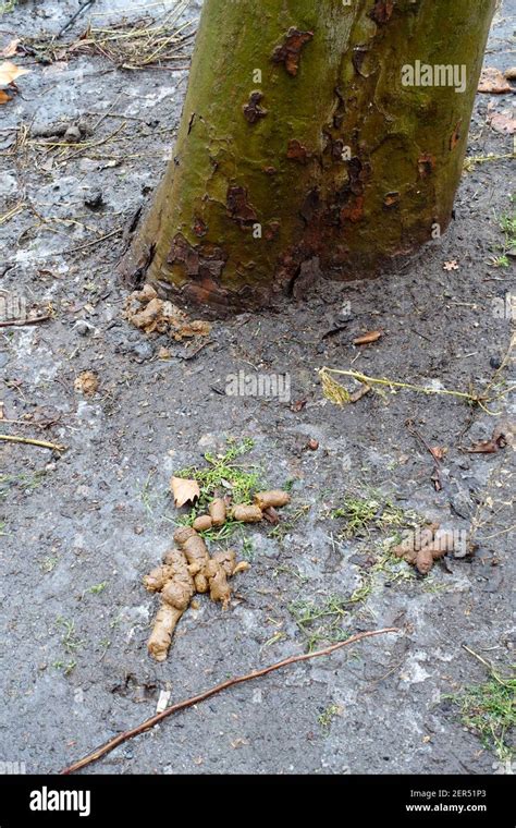 Dog droppings close to a walkway in Berlin Stock Photo - Alamy