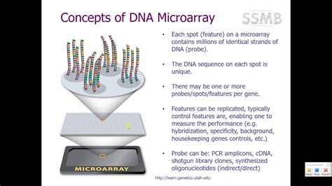 Protection Layer DNA Microarray 的图像结果