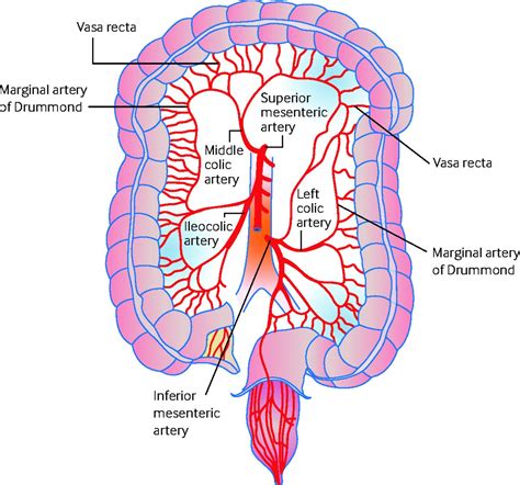 Marginal Artery Colon