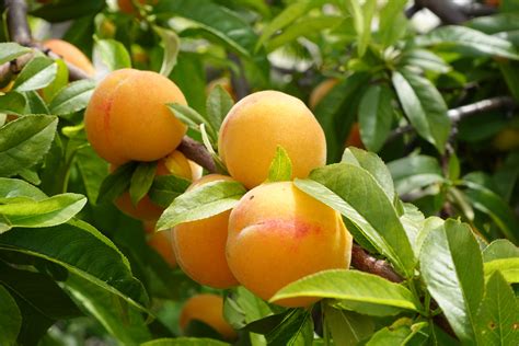 Image result for Spring and Spring Boot Fruits Example