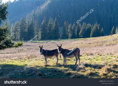 311 Two Female Donkeys Images, Stock Photos & Vectors | Shutterstock