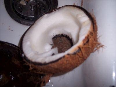 Image result for Monty Python How to Use Your Coconuts