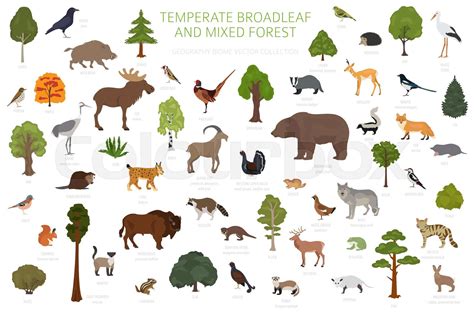 Temperate Deciduous Forest Biome Animals