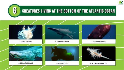 What Lives At The Bottom of The Atlantic Ocean - A-Z Animals