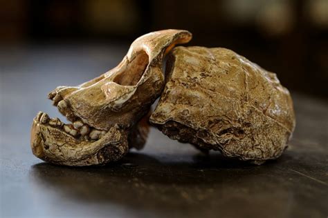 Image result for Humankind Seeds