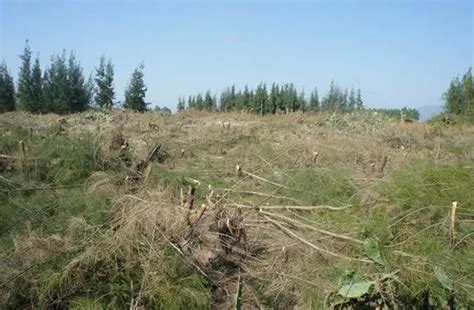 占用林地可研报告收费标准 占用林地可研报告编制费用计算方式_工程通网