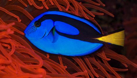 Species Of Ocean Fish