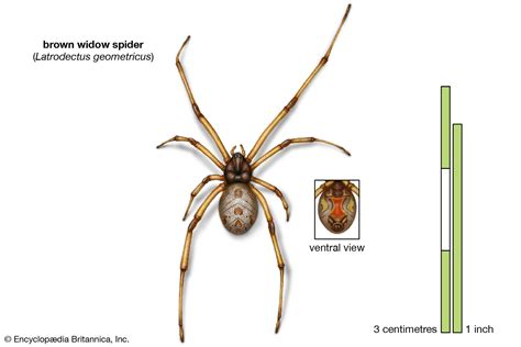 Male Brown Widow Spider Facts