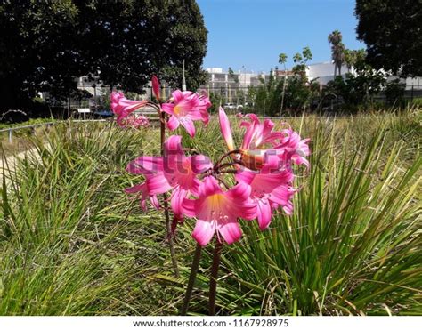 Image result for Everything Reproduction System