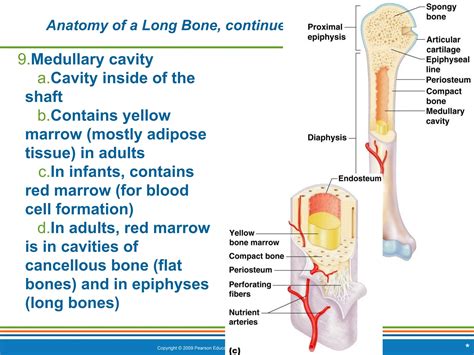 Ch. 5 Lecture - Skeletal System (marieb).ppt.pdf
