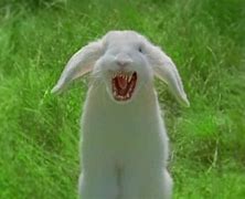 Image result for Angry Bunny