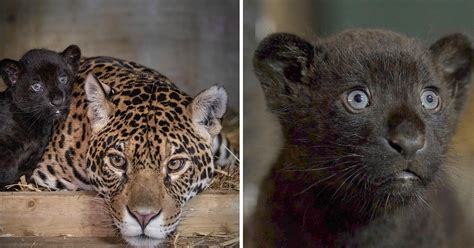 England's Big Cat Sanctuary Welcomes Rare Black Jaguar Cub: Photos