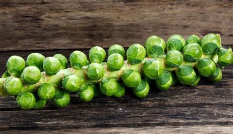 9 Amazing Health Benefits Of Brussels Sprouts - lifeberrys.com