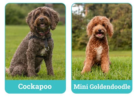 Image result for Mini Goldendoodle Cockapoo