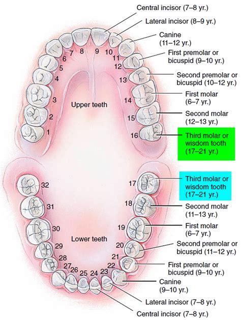 What Is Wisdom Teeth Eruption at Justin Dale blog