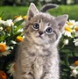 Image result for Animals Born in Spring