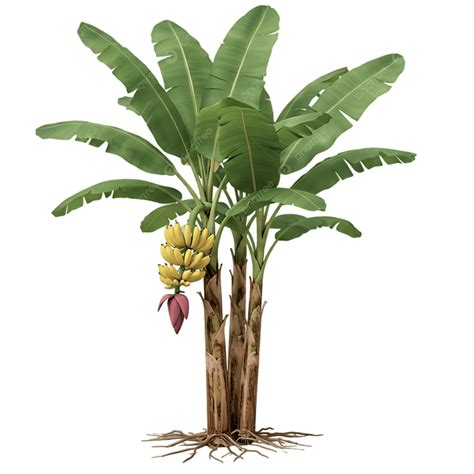 Planta De Plátano Con Plátanos Amarillos PNG ,dibujos Banana, Planta ...