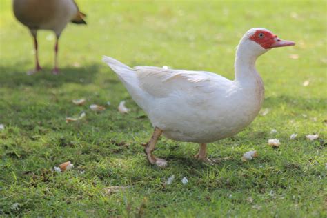 White Ducks With Red Beaks