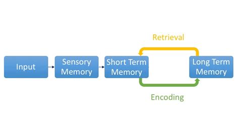 Image result for Long-Term Memory Study