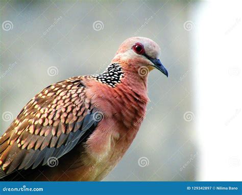 The Spotted Dove or Spilopelia Chinensis or Mountain Dove or Pearl ...