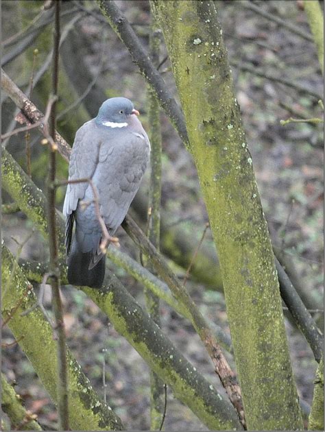 Holub hřivnáč (Columba palumbus) - Bobův fotoblog